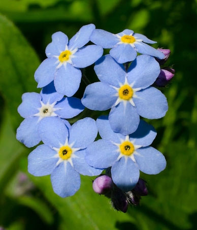 Forget-Me-Not (Myosotis): Blue flowers to cherish