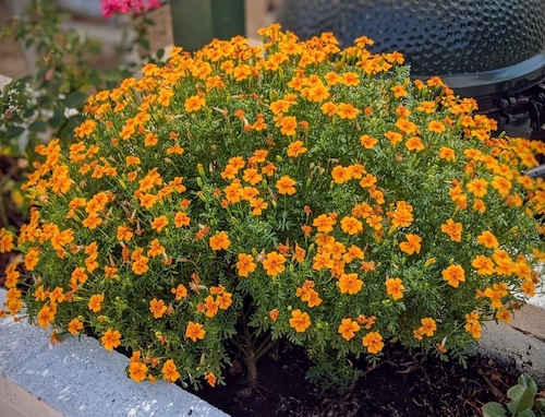 Signet marigolds 