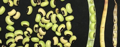 Blackeyed peas