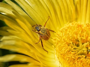 insect in pollen