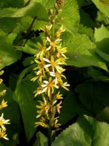 Ligularia siberica flowers