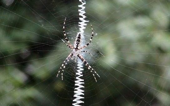 Black and Yellow Argiope Spider