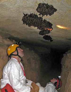 cave researching Virginia bats