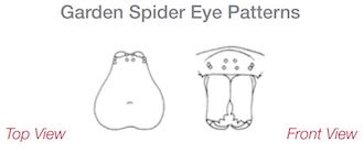 eye pattern