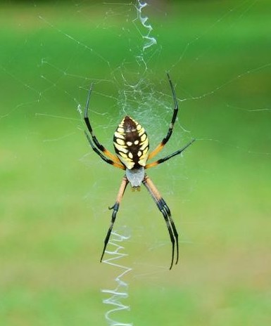 Black and Yellow Argiope Spider