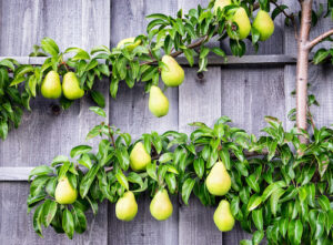 espaliered pears