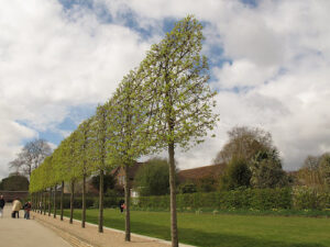 Hall Place pleached trees