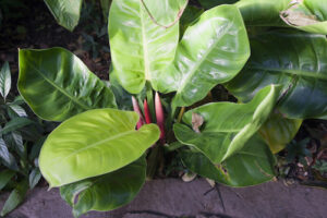 Moonlight philodendron
