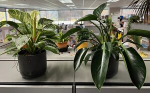 philodendron in office