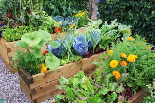 Companion planting in raised bed