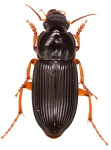 Pennsylvania ground beetle