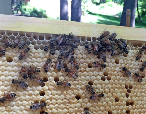 capped honeycomb
