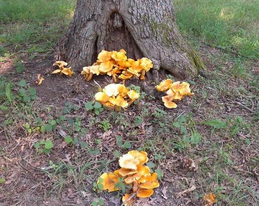Fungi at tree