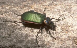 green ground beetle