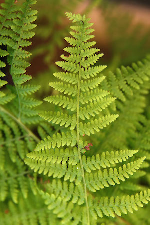 hay-scented fern leaf