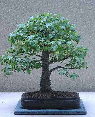 sweetgum bonsai