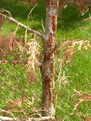 Tree canker