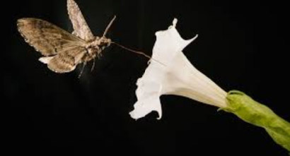 Moth pollinator