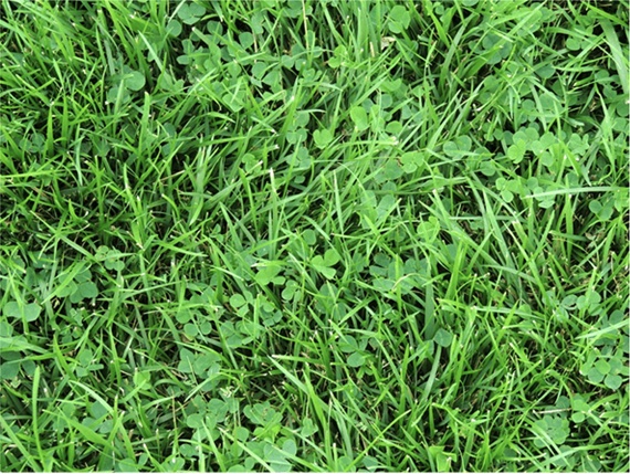 turf-type tall fescue and microclover