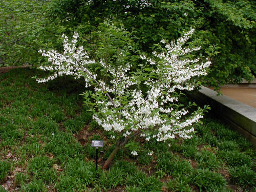 Silverbell tree or shrub
