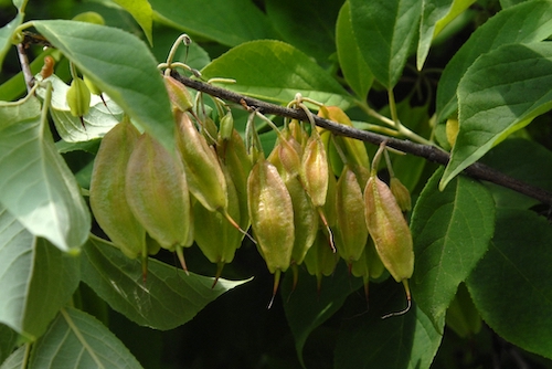 Silverbell seed pods