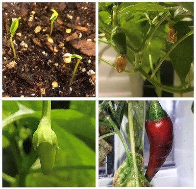 4 space peppers