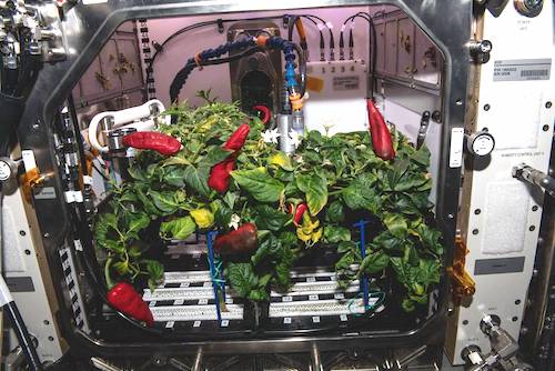 peppers in space