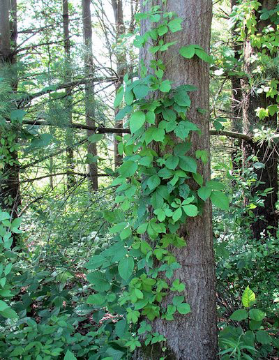 poison ivy on tree