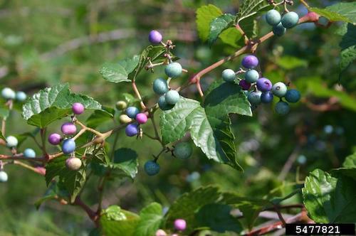 Porcelain berry