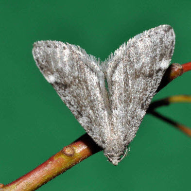 Fall cankerworm moth
