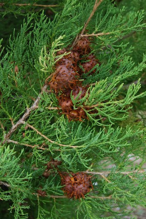 Cedar apple rust galls