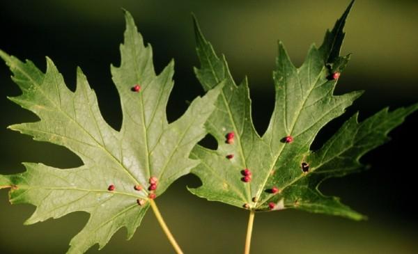 maple leaf gall