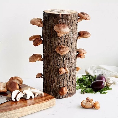 mushroom tower