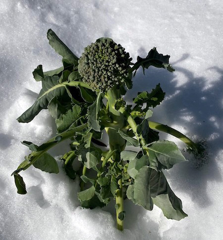 Broccoli in Snow