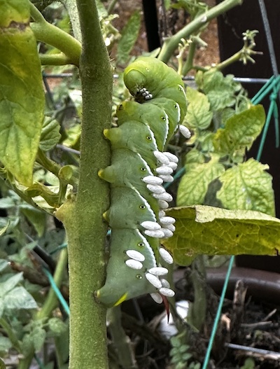 hornworm with wasp eggs