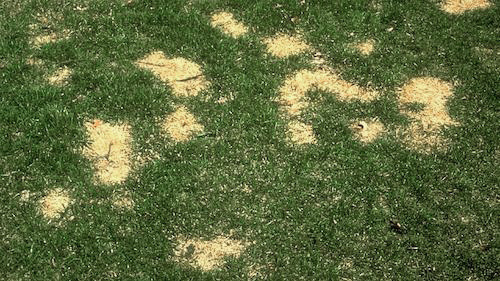 lawn urine patches