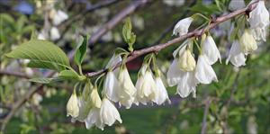 Carolina Silverbell blossoms