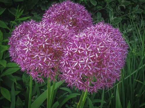 Allium giganteum flowers