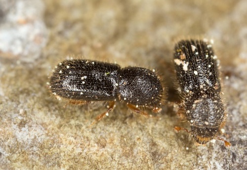 Ambrosia beetle