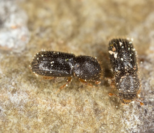 Ambrosia beetles