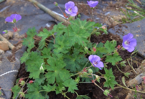 Geranium Rozanne