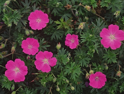 wild geranium