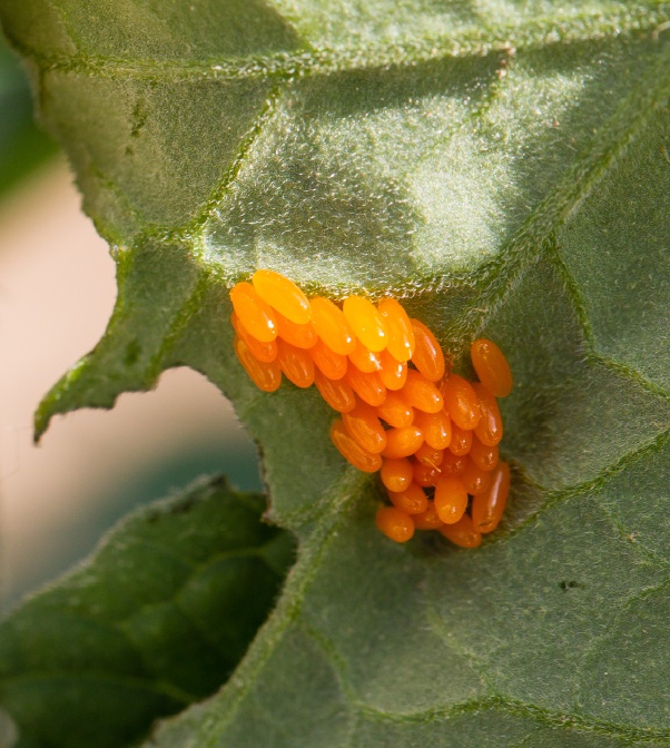 Colorado potato beetle eggs