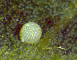 Corn earworm eggs