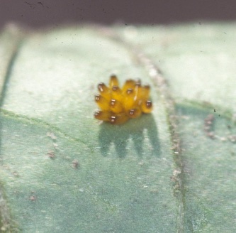 Cucumber beetle eggs