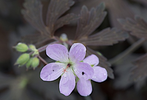 Geranium 'Espresso'