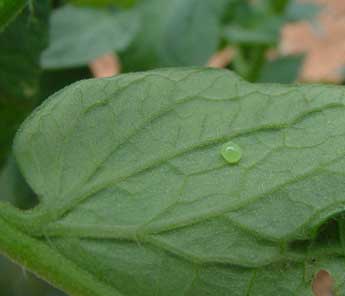 Hornworm eggs