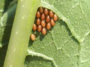 Squash bug eggs