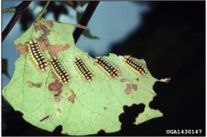 Hackberry Stinging Caterpillars