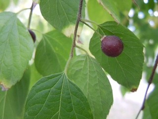 hackberry fruit